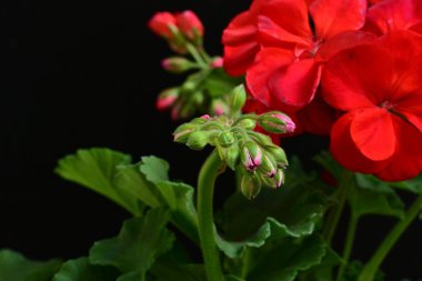 Pelargonium Çiçekleri 'ni kapatın. Doğal Işık Seçici Odaklanma