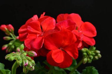 Pelargonium Çiçekleri 'ni kapatın. Doğal Işık Seçici Odaklanma