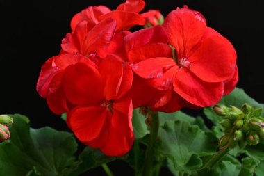 Pelargonium Çiçekleri 'ni kapatın. Doğal Işık Seçici Odaklanma