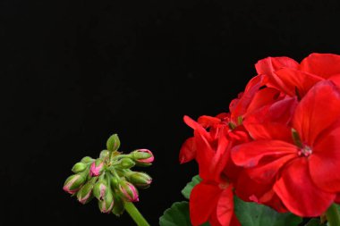 Pelargonium Çiçekleri 'ni kapatın. Doğal Işık Seçici Odaklanma