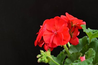 Pelargonium Çiçekleri 'ni kapatın. Doğal Işık Seçici Odaklanma