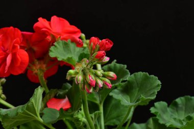 Pelargonium Çiçekleri 'ni kapatın. Doğal Işık Seçici Odaklanma