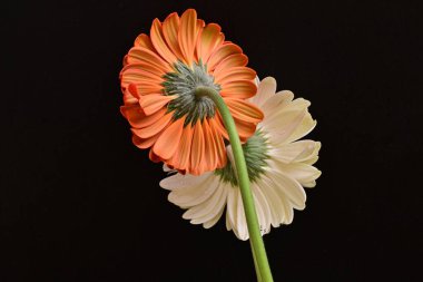 Siyah arka planda açan muhteşem Gerbera çiçeklerini kapatın. 