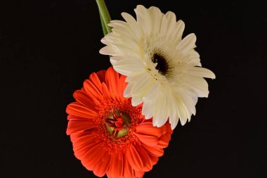 Siyah arka planda açan muhteşem Gerbera çiçeklerini kapatın. 