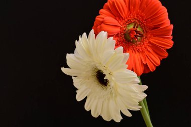 Siyah arka planda açan muhteşem Gerbera çiçeklerini kapatın. 