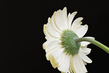 Siyah arkaplanda beyaz Gerbera çiçekleri