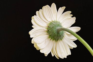 Siyah arkaplanda beyaz Gerbera çiçekleri