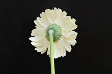 Siyah arkaplanda beyaz Gerbera çiçekleri