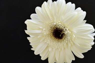 Siyah arkaplanda beyaz Gerbera çiçekleri