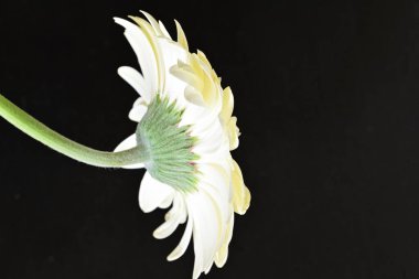 Siyah arkaplanda beyaz Gerbera çiçekleri