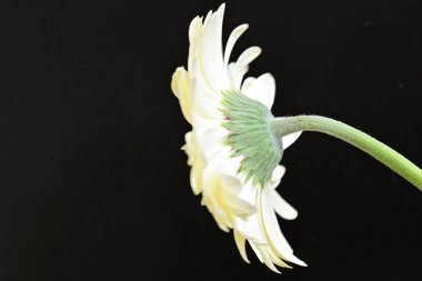 Siyah arkaplanda beyaz Gerbera çiçekleri