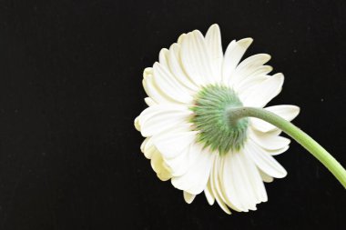 Siyah arkaplanda beyaz Gerbera çiçekleri