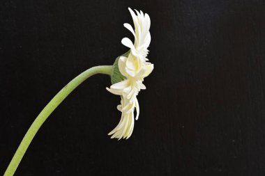 Siyah arkaplanda beyaz Gerbera çiçekleri