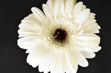 Siyah arkaplanda beyaz Gerbera çiçekleri
