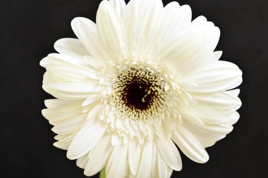 Siyah arkaplanda beyaz Gerbera çiçekleri