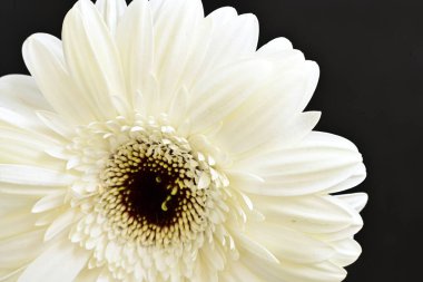Siyah arkaplanda beyaz Gerbera çiçekleri