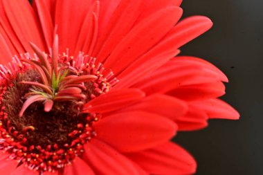 Stüdyo arka planında kırmızı gerbera çiçeği