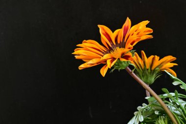 Siyah arka planda açan muhteşem Gerbera çiçeklerini kapatın. 