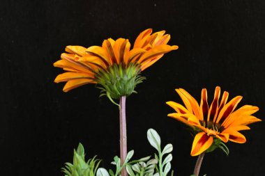 Siyah arka planda açan muhteşem Gerbera çiçeklerini kapatın. 