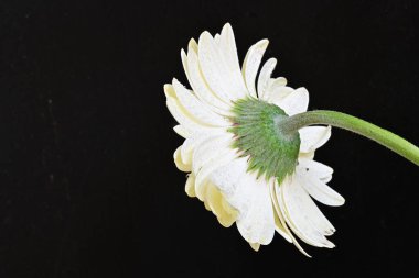 Siyah arkaplanda beyaz Gerbera çiçekleri