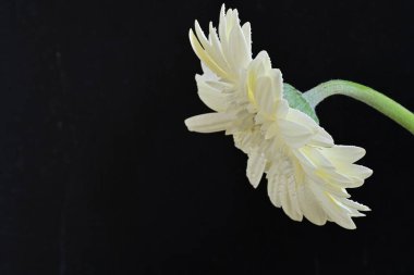 Siyah arkaplanda beyaz Gerbera çiçekleri