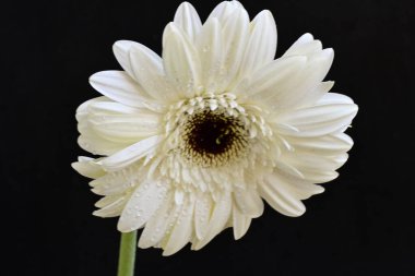Siyah arkaplanda beyaz Gerbera çiçekleri