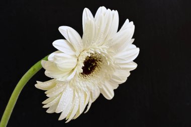 Siyah arkaplanda beyaz Gerbera çiçekleri