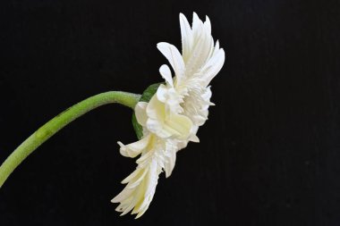 Siyah arkaplanda beyaz Gerbera çiçekleri