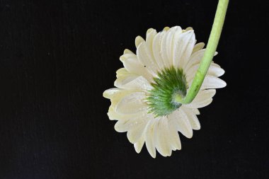 Siyah arkaplanda beyaz Gerbera çiçekleri