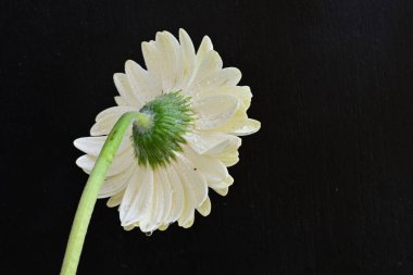 Siyah arkaplanda beyaz Gerbera çiçekleri