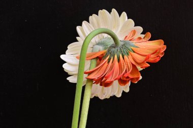 Siyah arka planda açan muhteşem Gerbera çiçeklerini kapatın. 