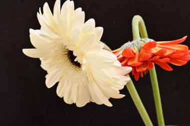 Siyah arkaplanda kırmızı ve beyaz Gerbera çiçekleri