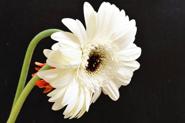 Siyah arkaplanda kırmızı ve beyaz Gerbera çiçekleri