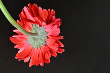 Siyah arkaplanda kırmızı gerbera çiçekleri