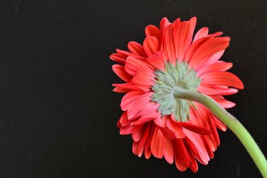 Siyah arkaplanda kırmızı gerbera çiçekleri