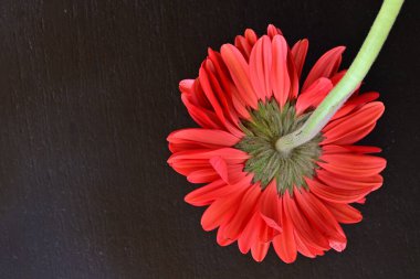 Siyah arkaplanda kırmızı gerbera çiçekleri