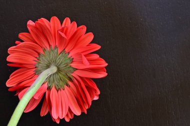 Siyah arkaplanda kırmızı gerbera çiçekleri