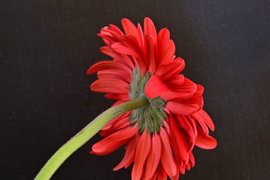 Siyah arkaplanda kırmızı gerbera çiçekleri