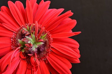 Siyah arkaplanda kırmızı gerbera çiçekleri