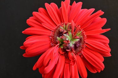 Siyah arkaplanda kırmızı gerbera çiçekleri