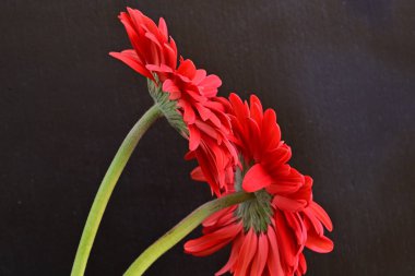 Siyah arkaplanda kırmızı gerbera çiçekleri