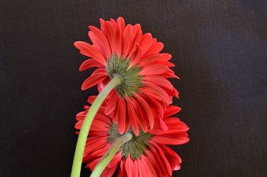 Siyah arkaplanda kırmızı gerbera çiçekleri