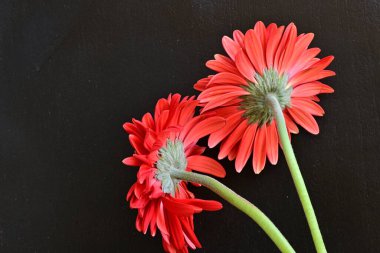 Siyah arkaplanda kırmızı gerbera çiçekleri