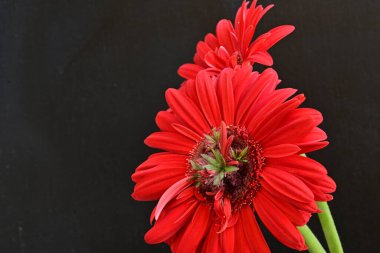 Siyah arkaplanda kırmızı gerbera çiçekleri