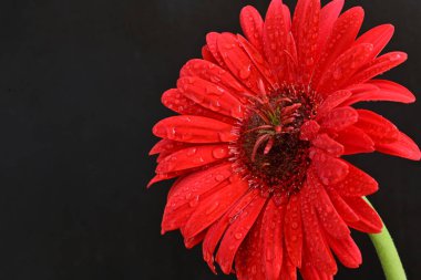 Siyah arkaplanda su damlaları olan kırmızı gerbera çiçeği