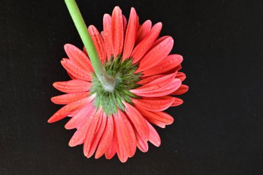 Siyah arkaplanda su damlaları olan kırmızı gerbera çiçeği