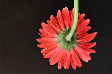Siyah arkaplanda su damlaları olan kırmızı gerbera çiçeği