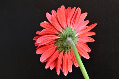 Siyah arkaplanda su damlaları olan kırmızı gerbera çiçeği