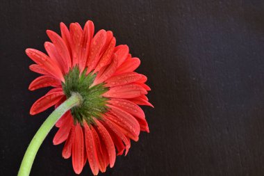 Siyah arkaplanda kırmızı Gerbera çiçeği