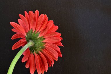 Siyah arkaplanda su damlaları olan kırmızı gerbera çiçeği